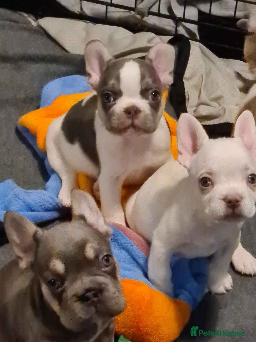 French Bulldog dogs for sale: 5 French bulldog puppies. Pied fluffy - Advert 6