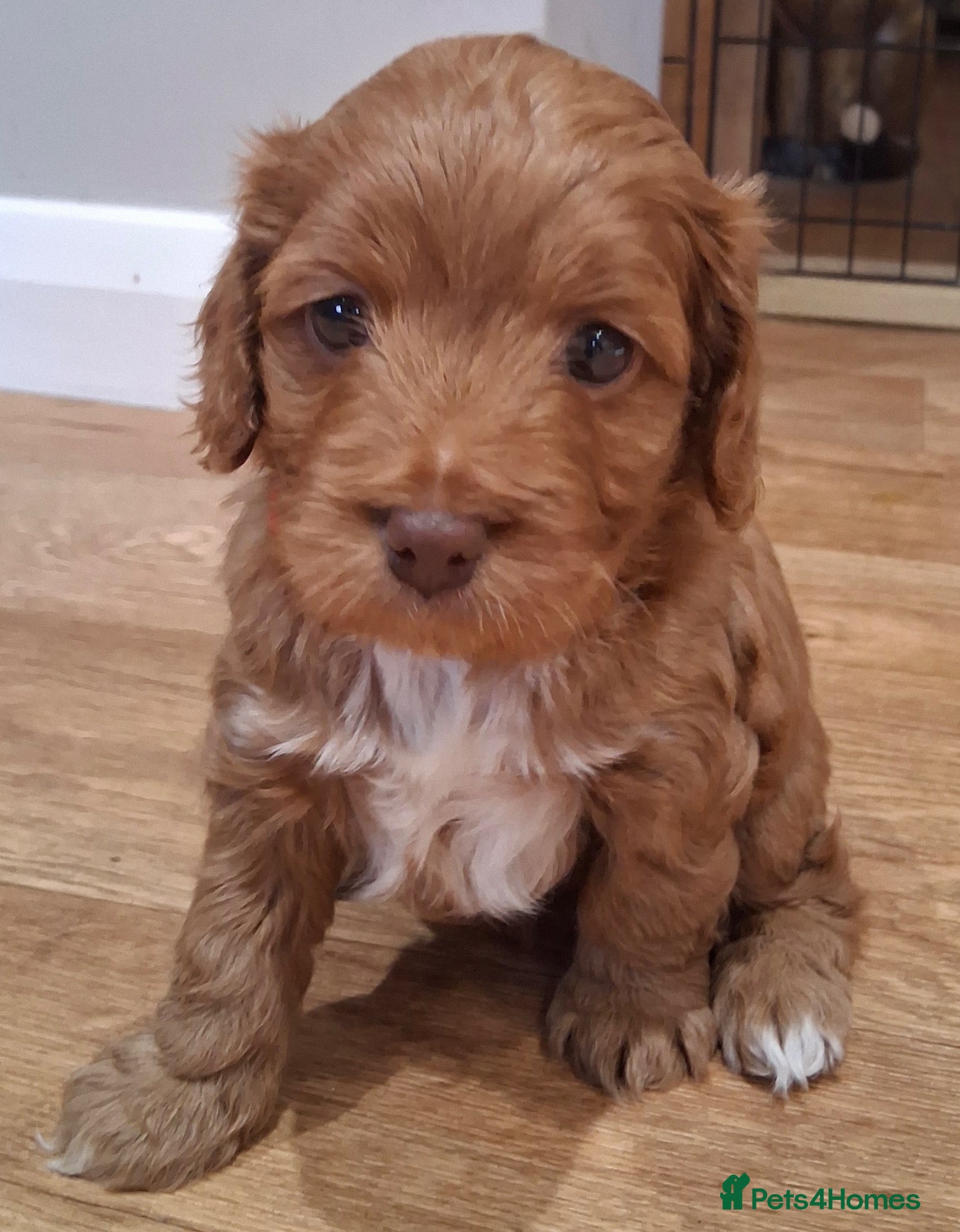 Cockapoo dogs Tiny Asian poodle cross pups teddy bear cute faces - Advert 2