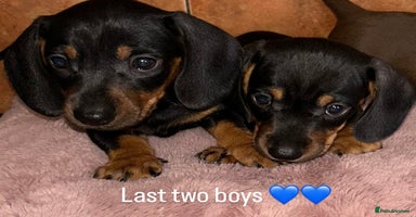 Miniature Dachshund dogs - Advert 3