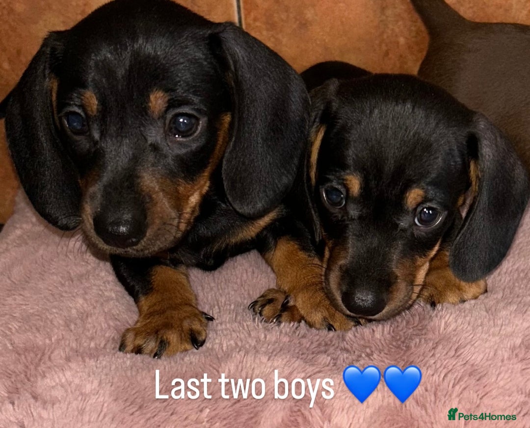 Miniature Dachshund dogs for sale: READY TO LEAVE BLACK/TAN MINIATURE DACHSHUND KC  - Image 3
