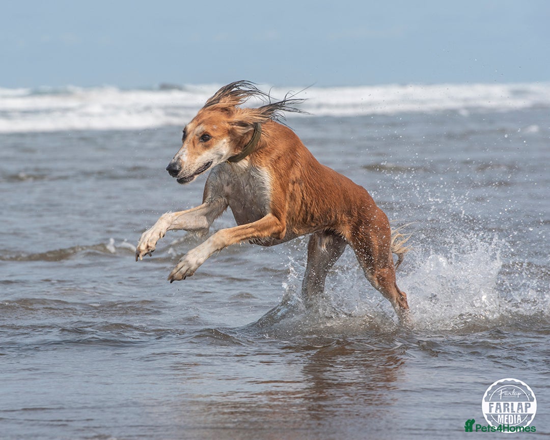 Saluki dogs for sale: 2 year old kc saluki male  - Image 8