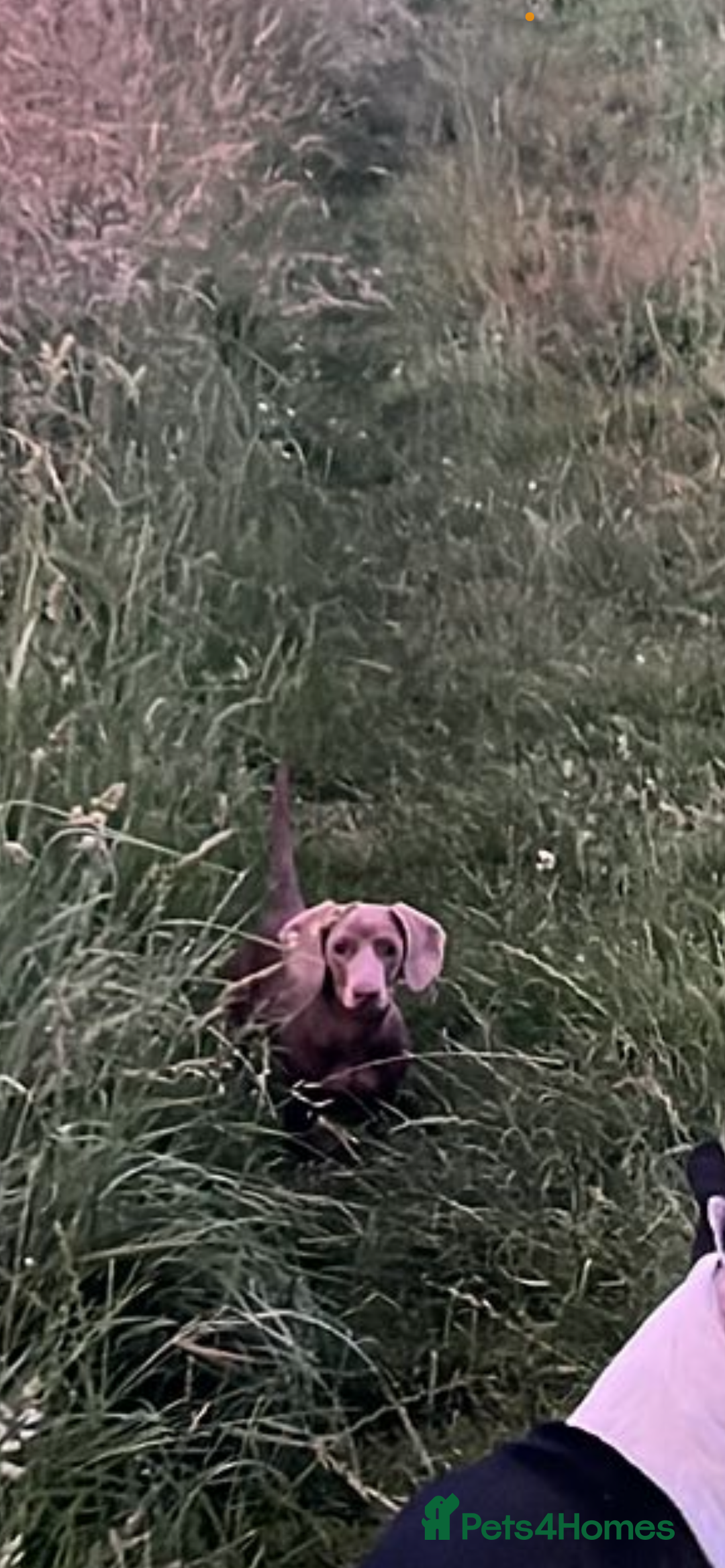 Miniature Dachshund dogs for sale: Willow the mini dachshund  - Image 4