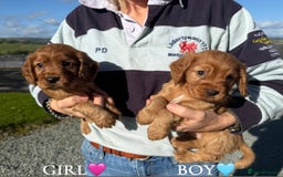 Cocker Spaniel dogs for sale: ✨ KC Registered Working Cocker Spaniel Puppies ✨ - Image 1