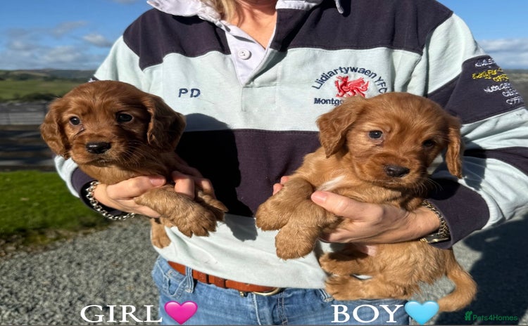 Cocker Spaniel dogs - Advert 1