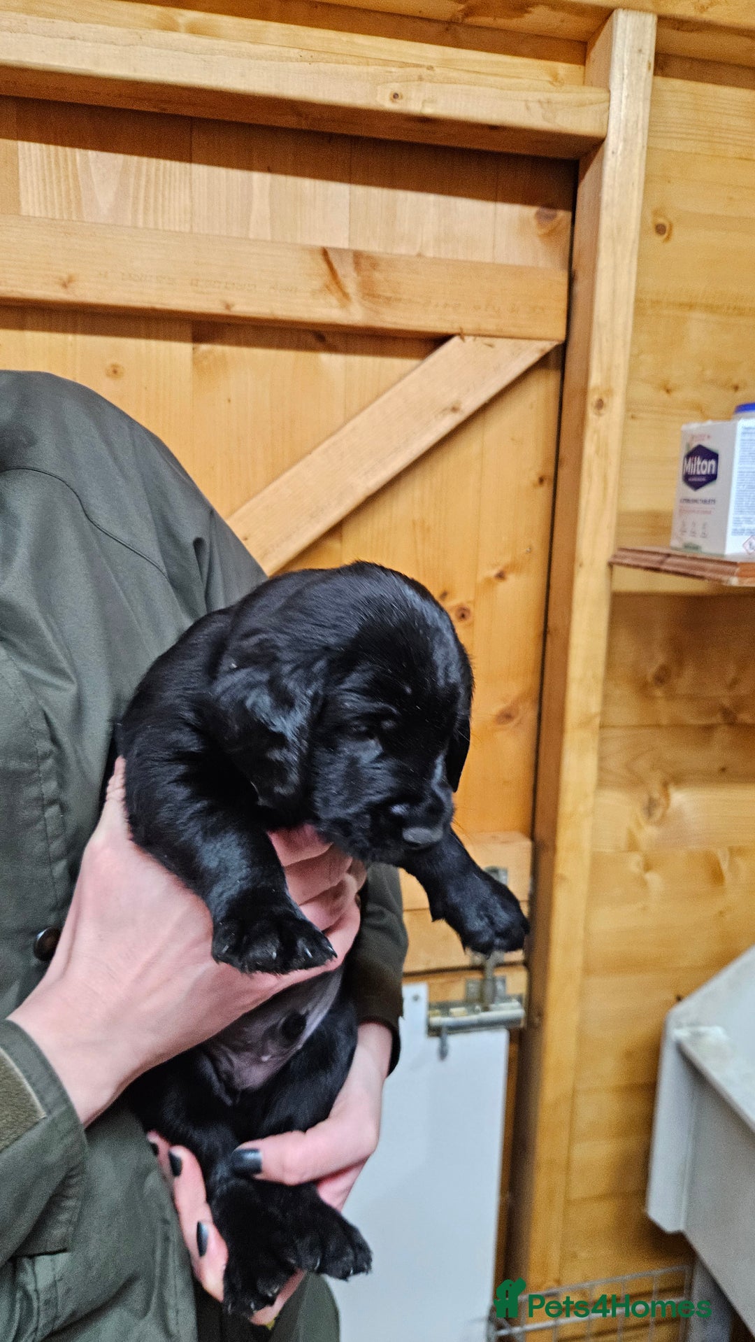 Labrador Retriever dogs for sale: Black labrador x gwp puppies working or pet homes - Advert 8