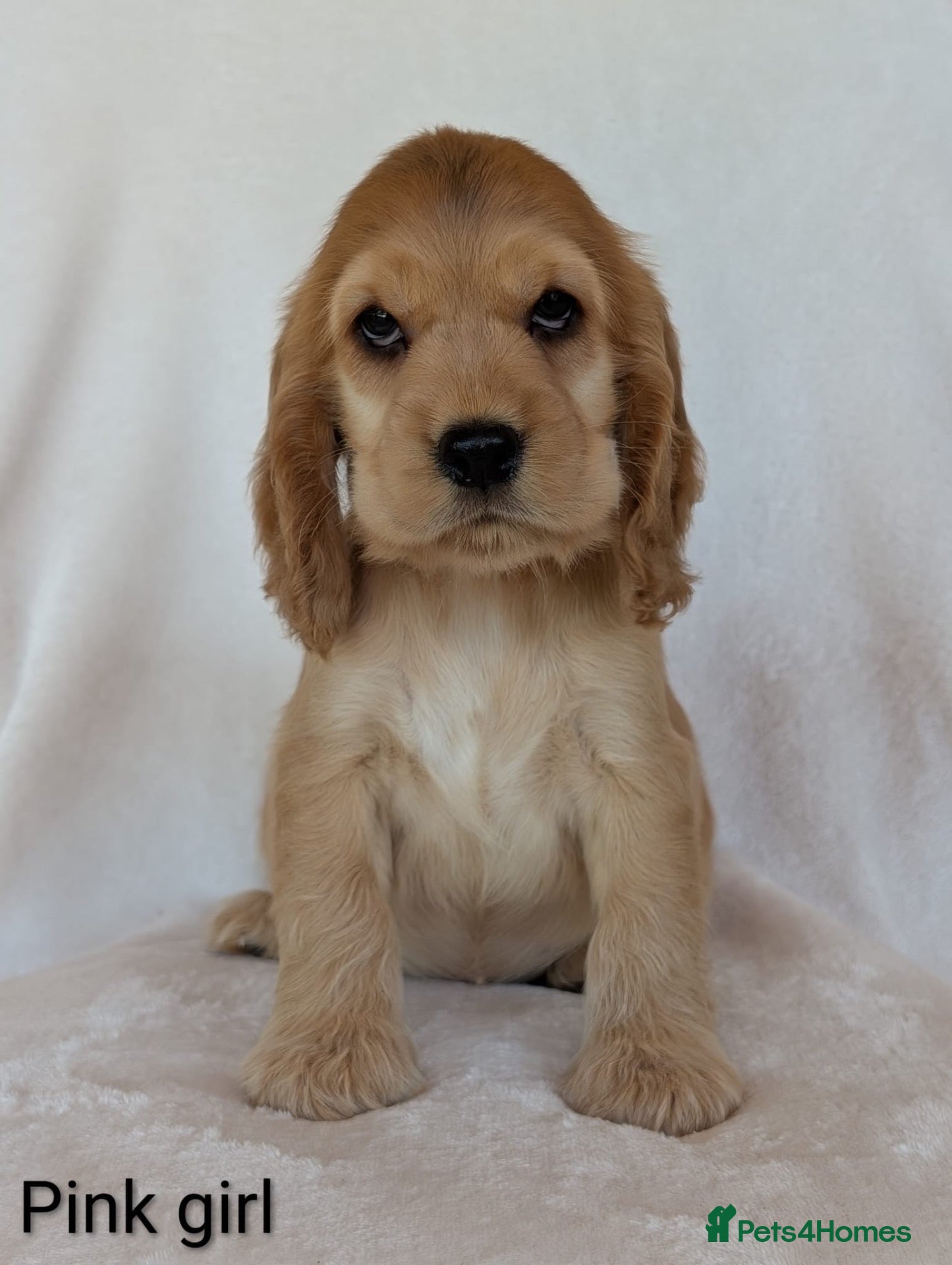 Cocker Spaniel dogs Adorable Show Cocker Spaniel puppies - Advert 2