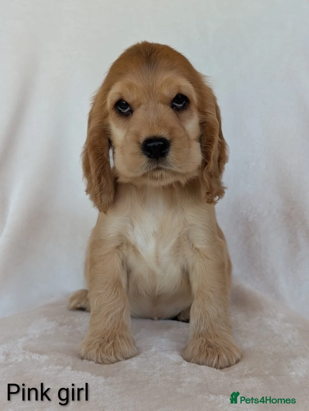 Cocker Spaniel dogs for sale: Adorable Show Cocker Spaniel puppies - Advert 2