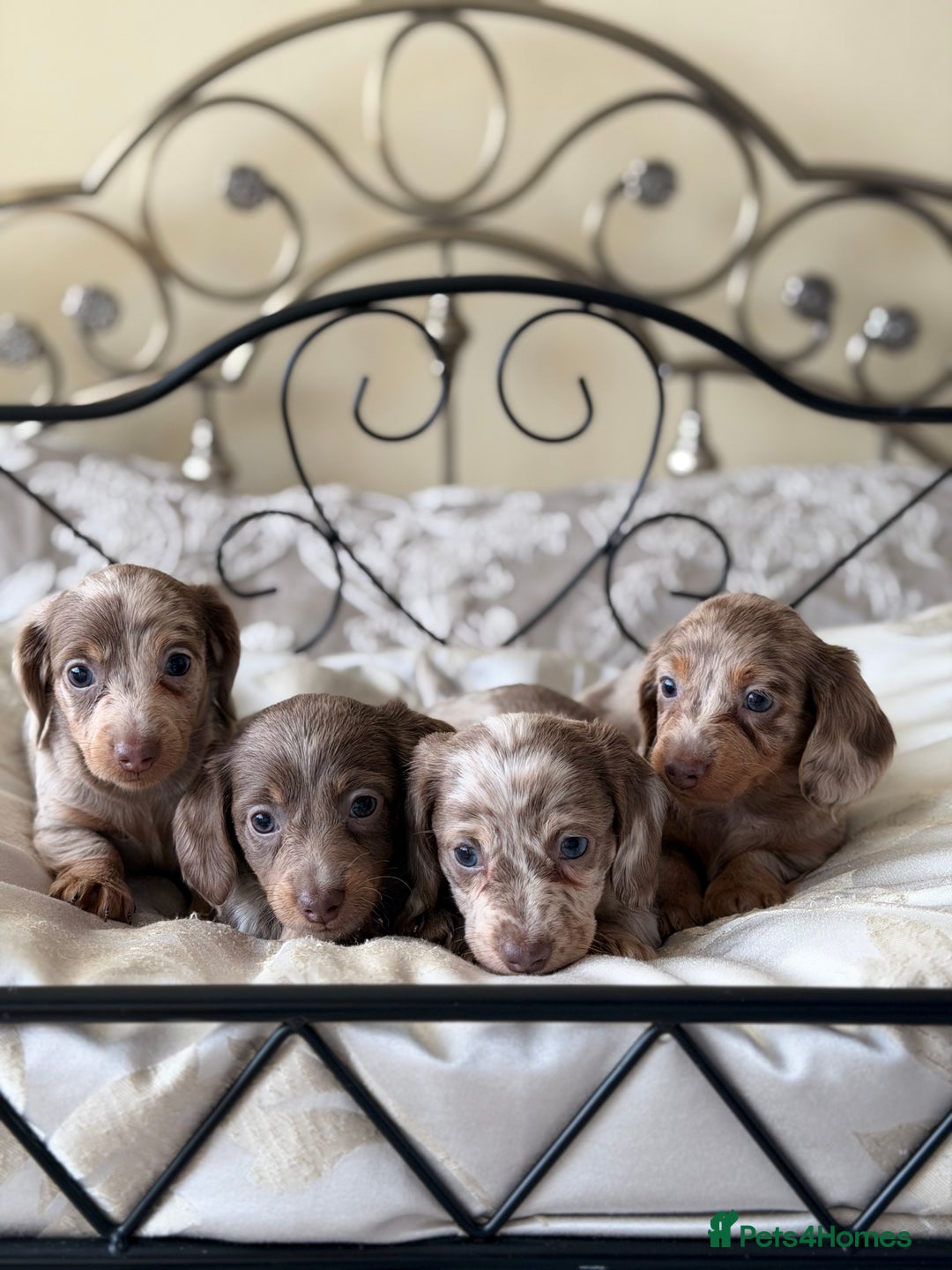 Miniature Dachshund dogs for sale: Miniature dachshund puppies - Advert 1