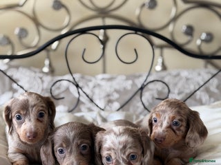 Miniature Dachshund dogs Miniature dachshund puppies - Advert 6