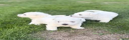 West Highland Terrier dogs for sale: Stunning Westhighland Terriers in Hereford - Advert 5