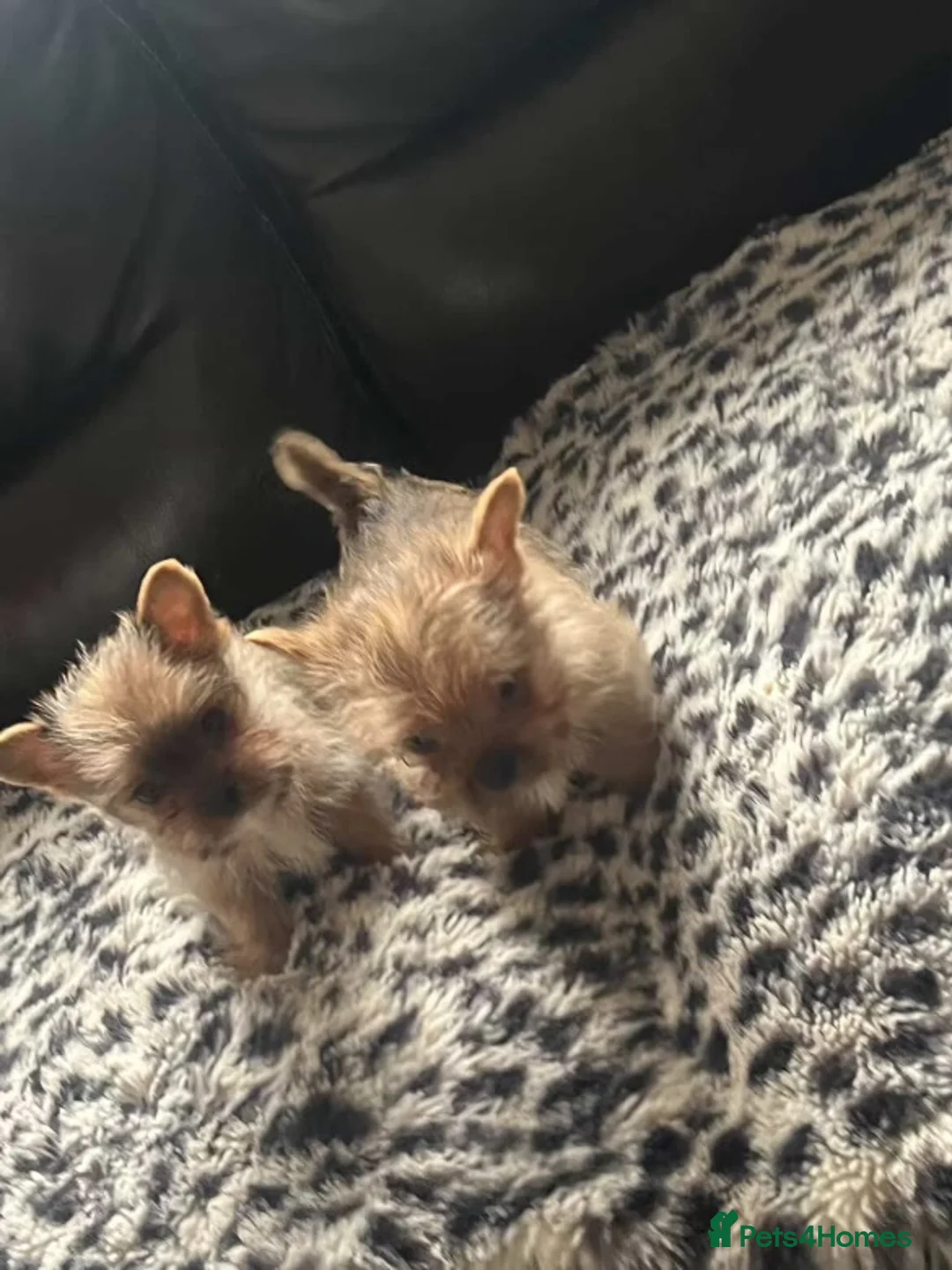 Yorkshire Terrier dogs for sale:  **  Yorkshire terriers in Derby - Advert 4