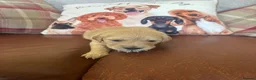 Golden Retriever dogs for sale: Beautiful KC Reg Golden Retriever puppies!!  - Advert 34