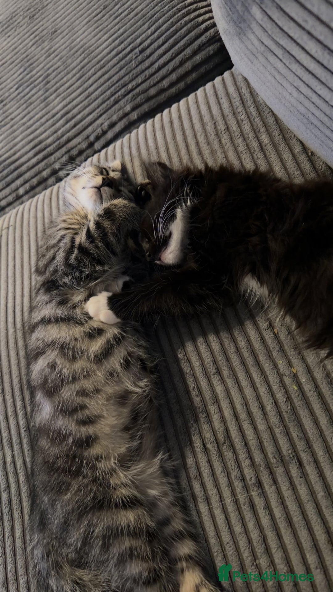 Mixed Breed cats for sale: Male and female must go together  - Advert 6