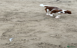 Cavalier King Charles Spaniel dogs for stud: KC registered health tested Blenheim stud in Folkestone - Image 16