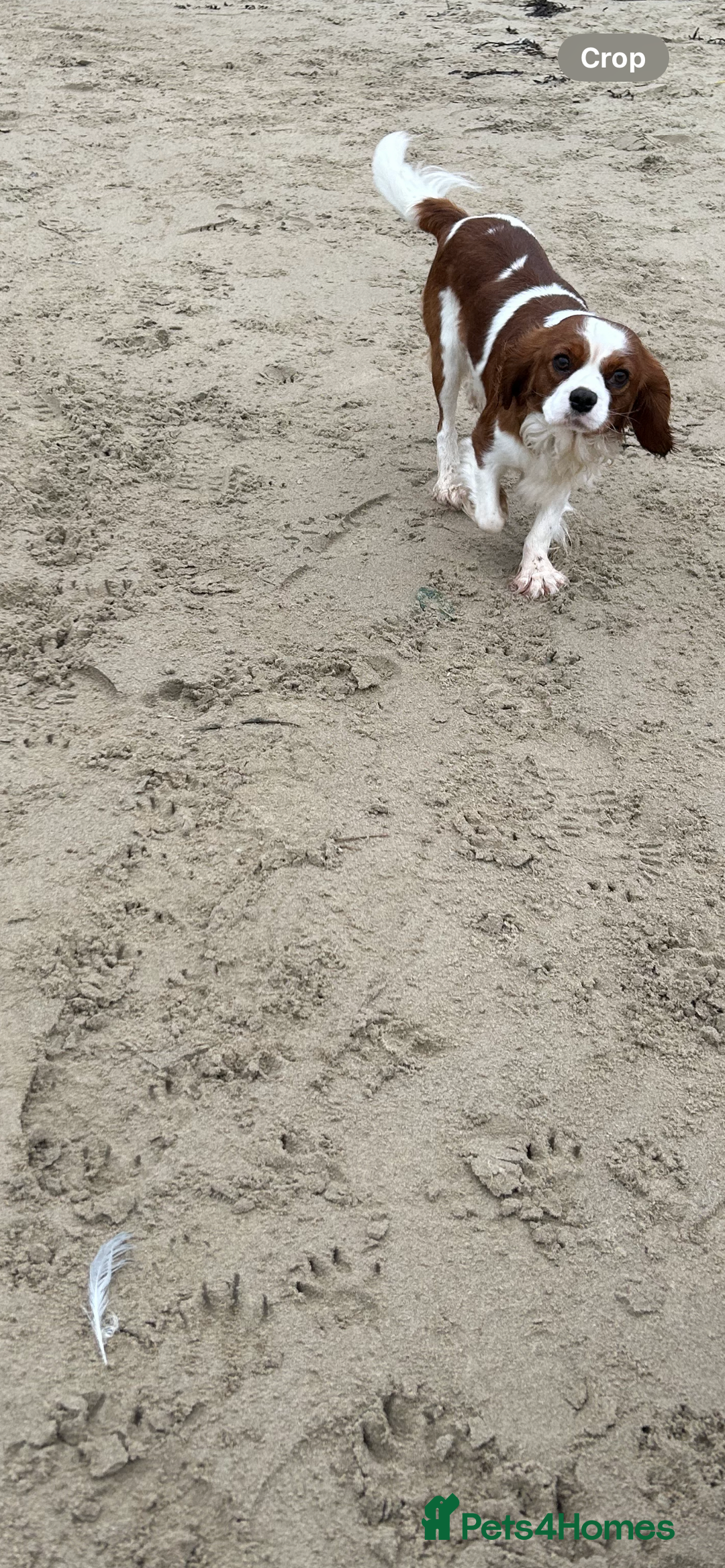 Cavalier King Charles Spaniel dogs for stud: KC registered health tested Blenheim stud in Folkestone - Image 16