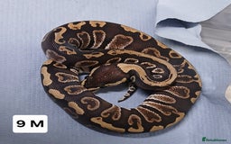 Python Snake reptiles for sale: Royal Python Morph Hatchlings  - Image 19