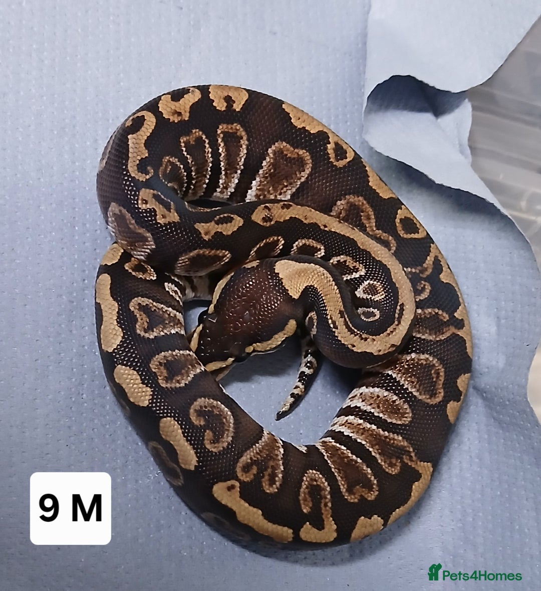 Python Snake reptiles for sale: Royal Python Morph Hatchlings  - Image 19