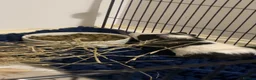 Guinea Pig rodents for sale: 2 male boars for sale  in Grimsby - Advert 4