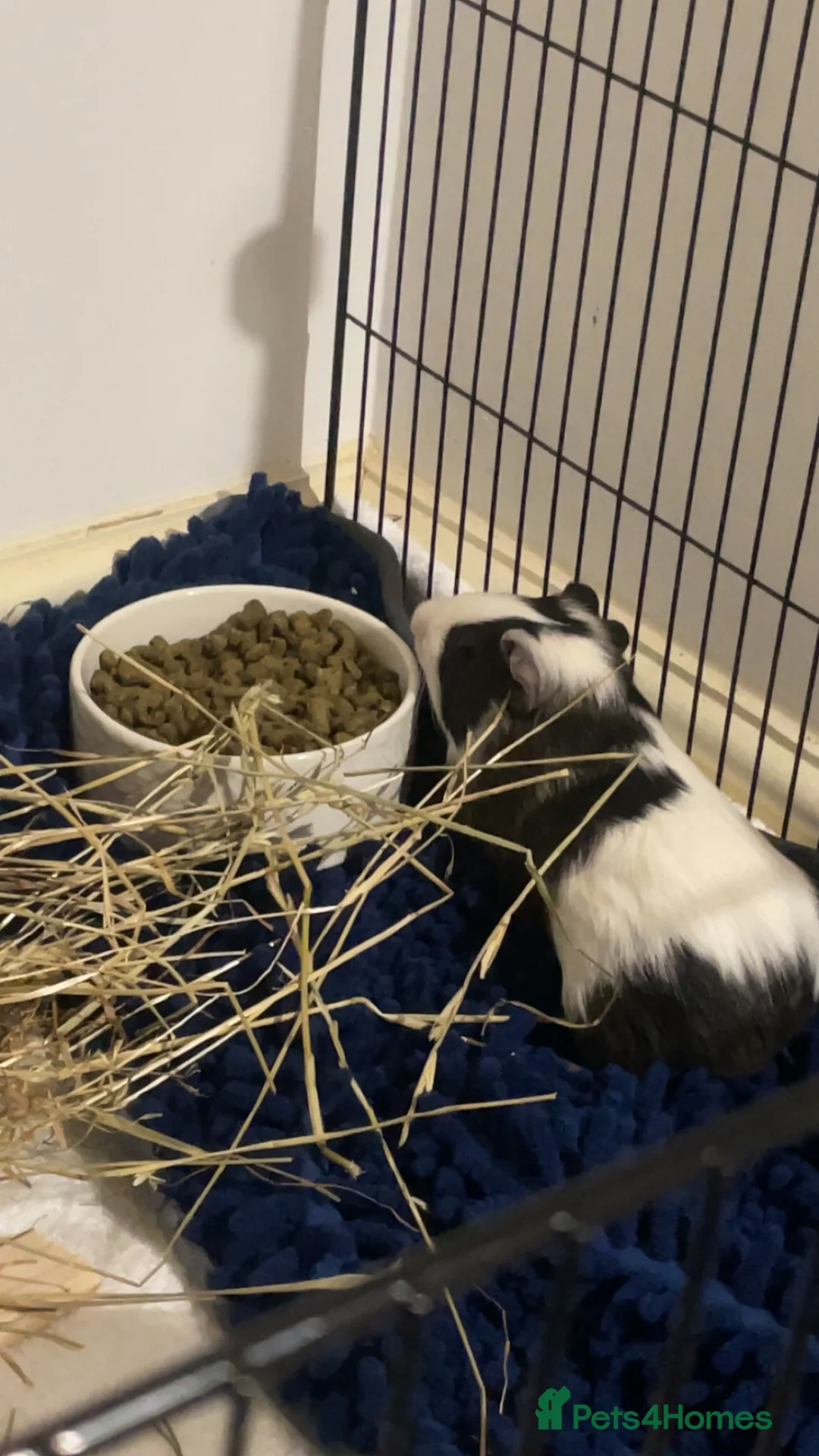 Guinea Pig rodents for sale: 2 male boars for sale  in Grimsby - Advert 4