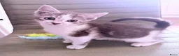Mixed Breed cats for sale: Stunning BSH cross, Ready Now in Doncaster - Advert 5