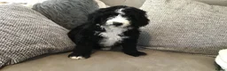Bernedoodle dogs for sale: AMAZING BERNEDOODLE PUPPIES - Advert 10