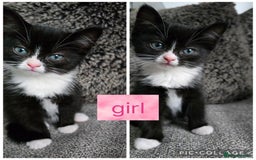 Ragdoll cats for sale: Cross ragdolls  - Image 4