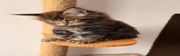 Maine Coon cats for sale: 🐾 FIVE MAINE COON (TWO POLYDACTYL)  - Advert 3