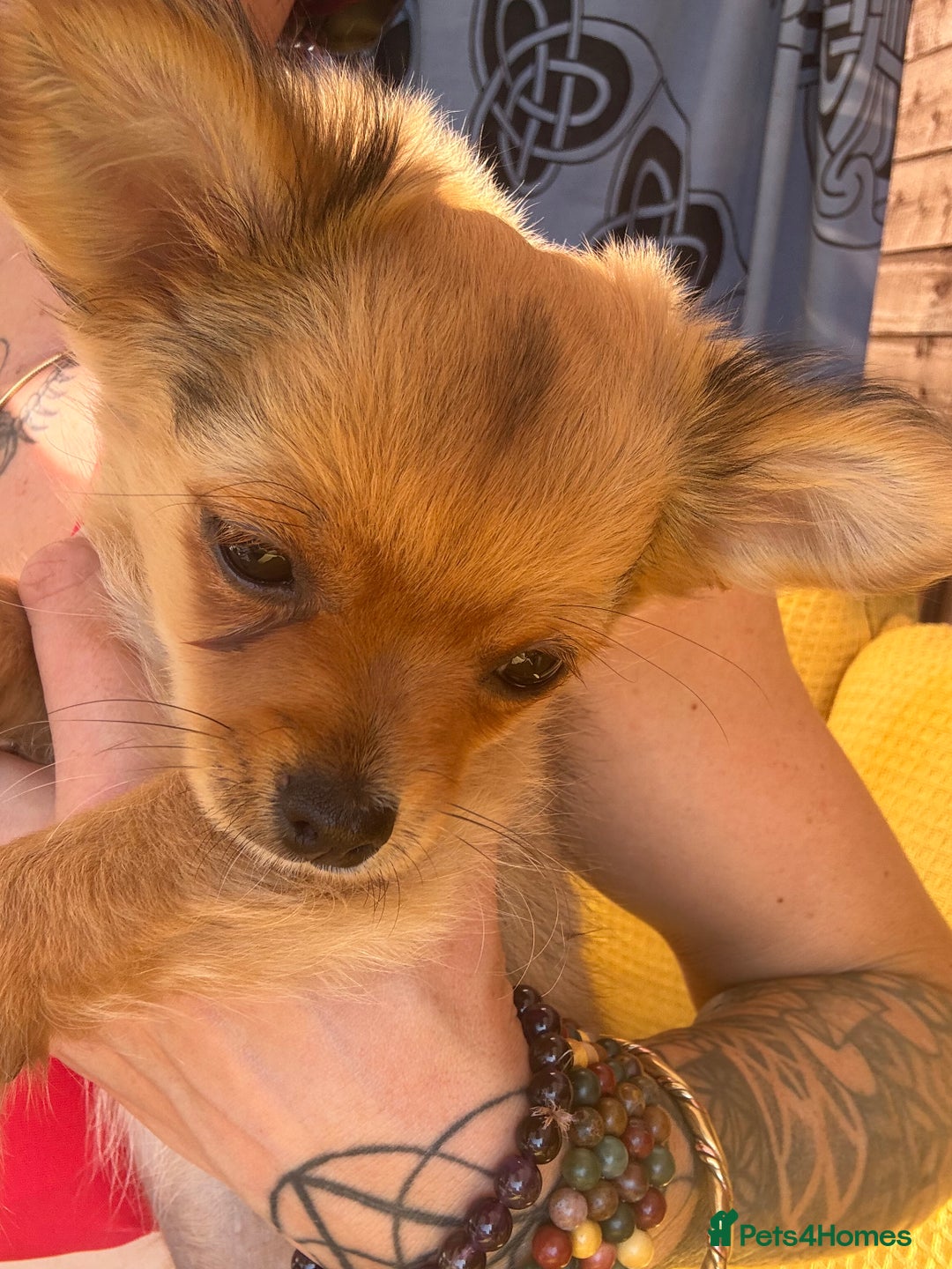 Pomchi dogs for sale: Beautiful female puppy ready now!  in Godstone - Image 3