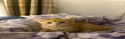 Mixed Breed cats for sale: Gorgeous BSH×TABBY BENGAL Kittens - Advert 6