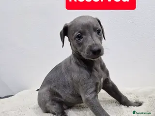 Whippet dogs KC Reg Whippet Puppies for sale - Advert 11