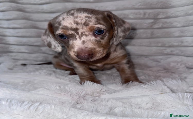Miniature Dachshund dogs - Advert 2