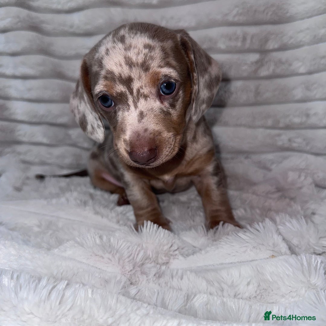 Miniature Dachshund dogs for sale: kc miniature dachshunds  - Image 1
