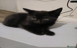 Russian Blue cats for sale: Three Beautiful Male Kittens - Image 3