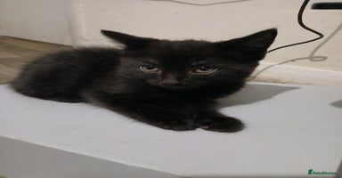 Russian Blue cats - Advert 11