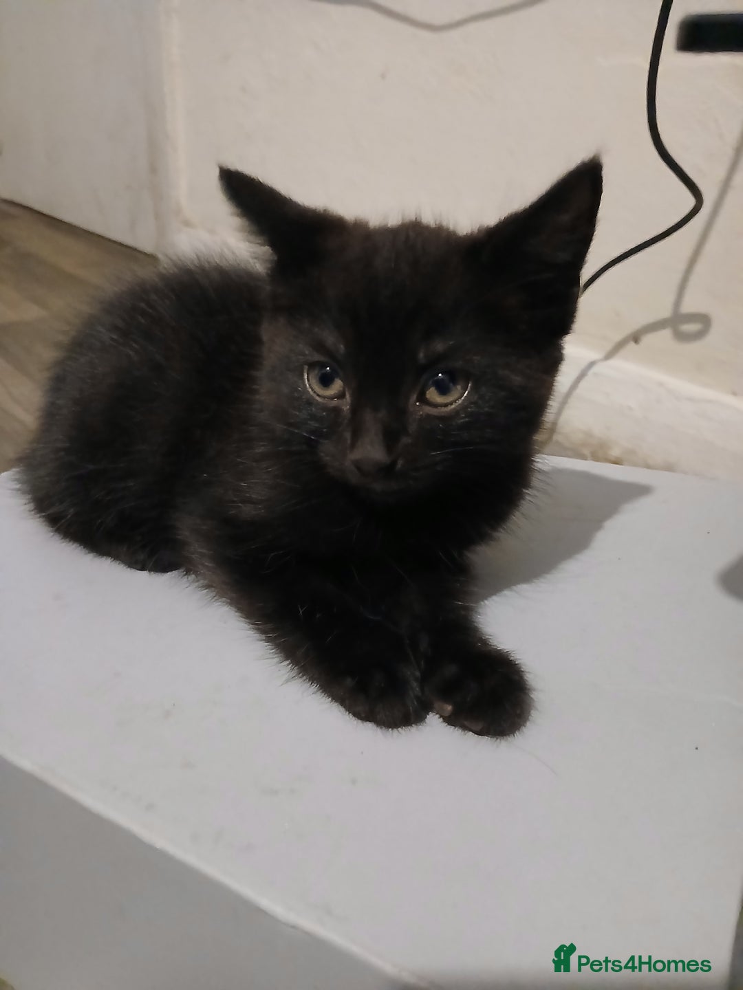 Russian Blue cats for sale: Three Beautiful Male Kittens - Image 3
