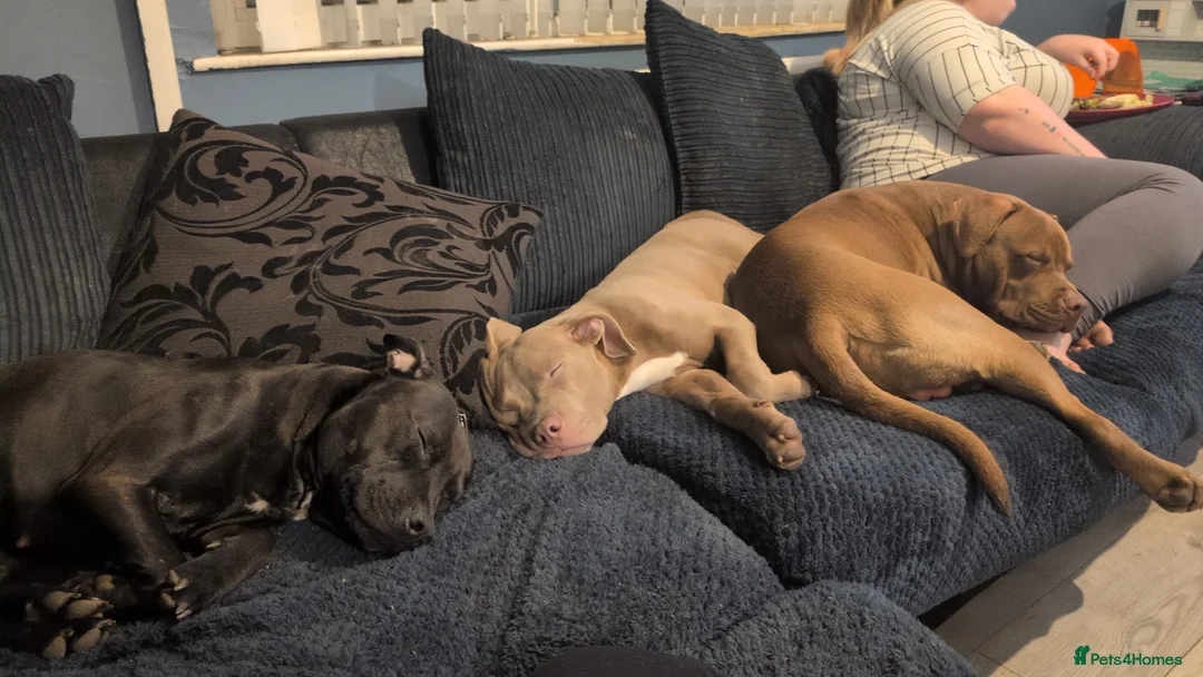 American Bulldog dogs for stud: Erebus  - Advert 3