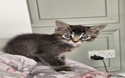 Mixed Breed cats for sale: One male kitten - Image 2