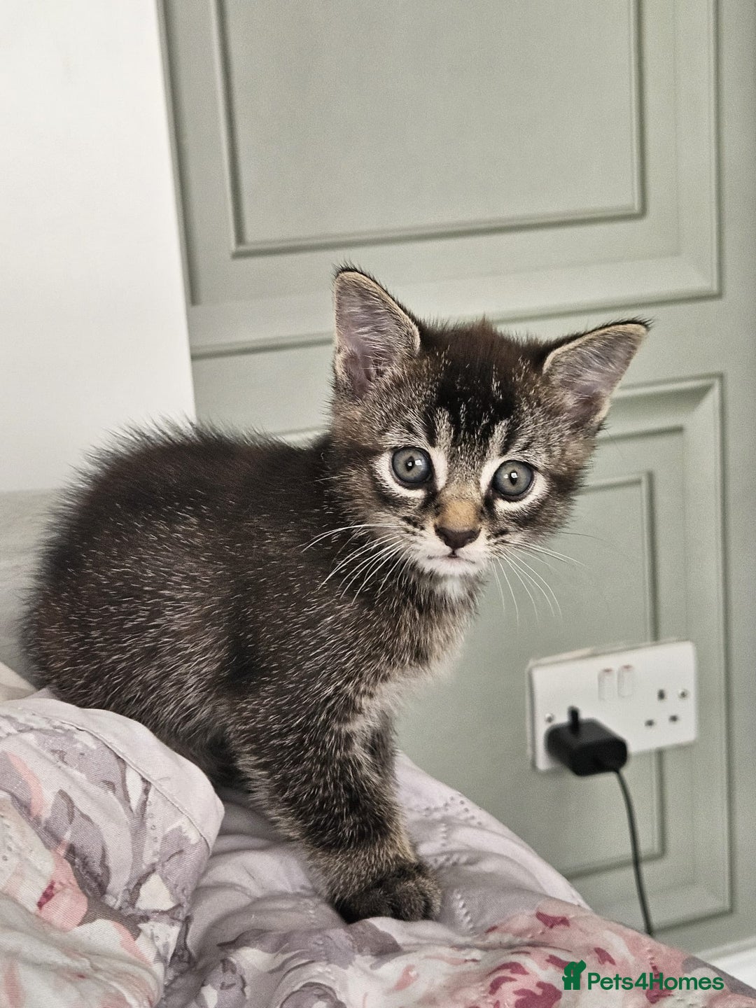 Mixed Breed cats for sale: One male kitten - Image 2