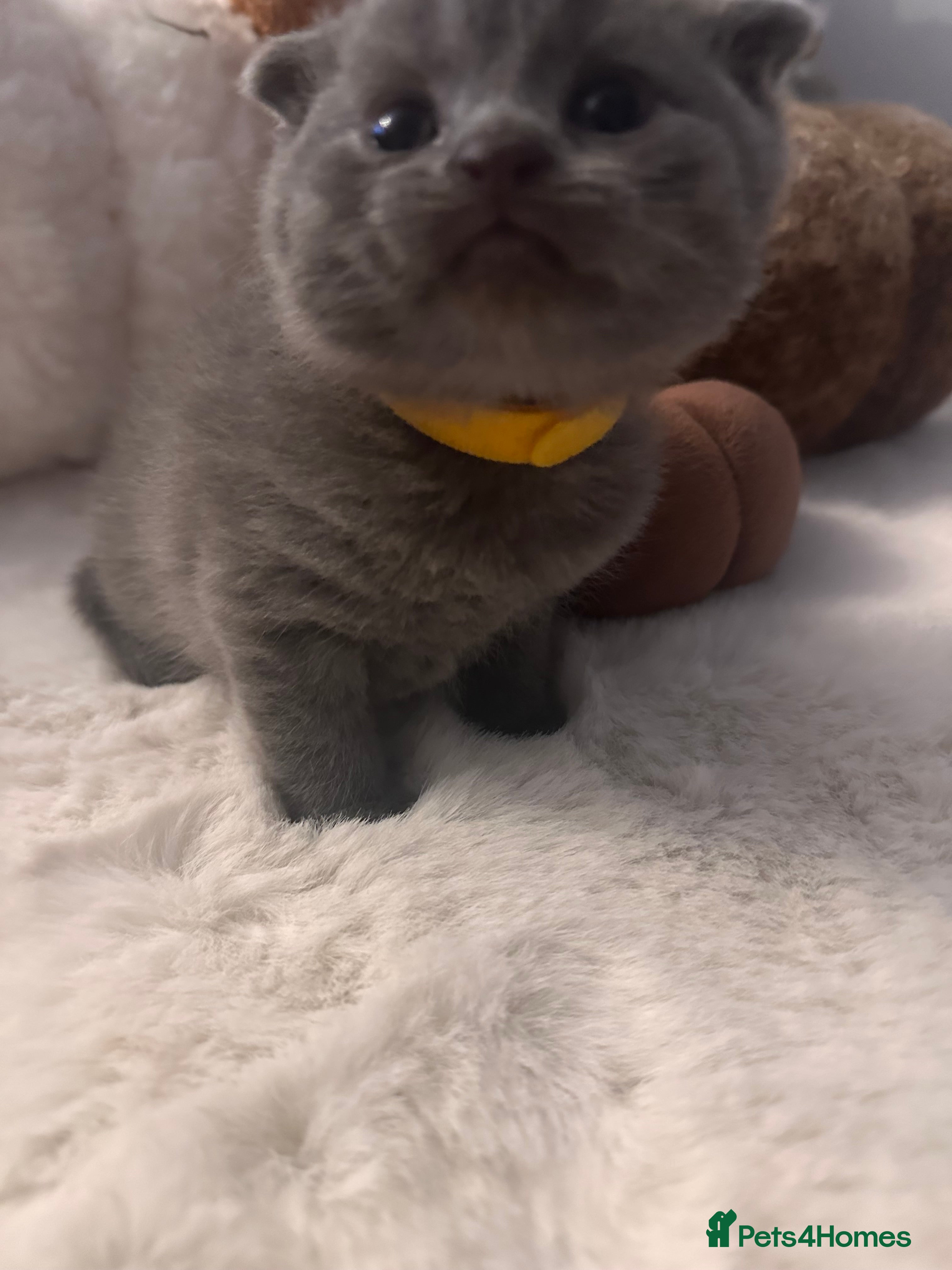 Scottish Fold cats Adorable Scottish Fold kittens, chocolate & Blue❤️ - Advert 11