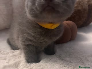 Scottish Fold cats Adorable Scottish Fold kittens, chocolate & Blue❤️ - Advert 10