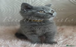 British Shorthair cats for sale: British shorthair-GCCF pedigree champion bloodline - Image 2