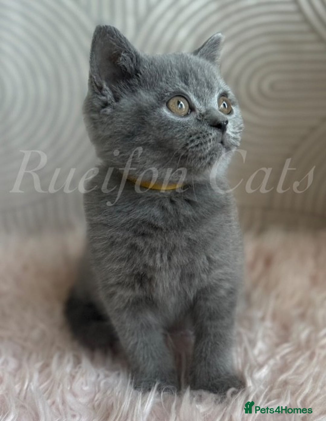 British Shorthair cats for sale: British shorthair-GCCF pedigree champion bloodline - Image 2