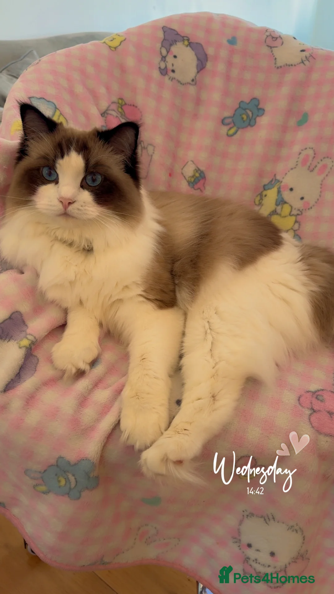 Ragdoll cats for sale: Female ragdoll in London - Advert 1