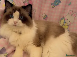 Ragdoll cats Female ragdoll in London - Advert 3