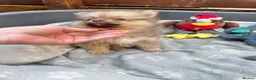 Pomeranian dogs for sale: ✨🐶 9  Beautiful Pomeranian Puppies  - Advert 12