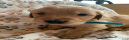 Golden Retriever dogs for sale: Golden Retriever puppies  in Saltburn-by-the-Sea - Advert 16