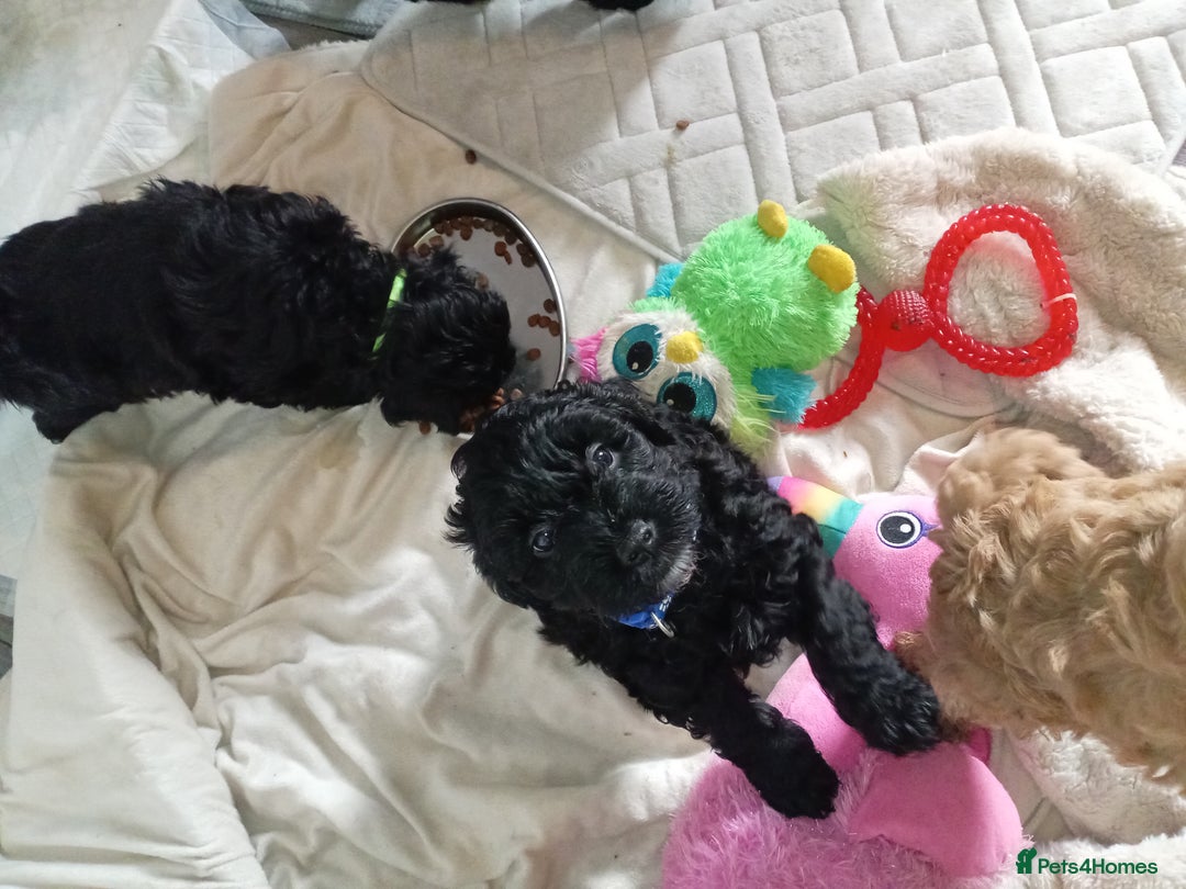 Cockapoo dogs for sale: Fb1 cockapoos puppies - Image 12