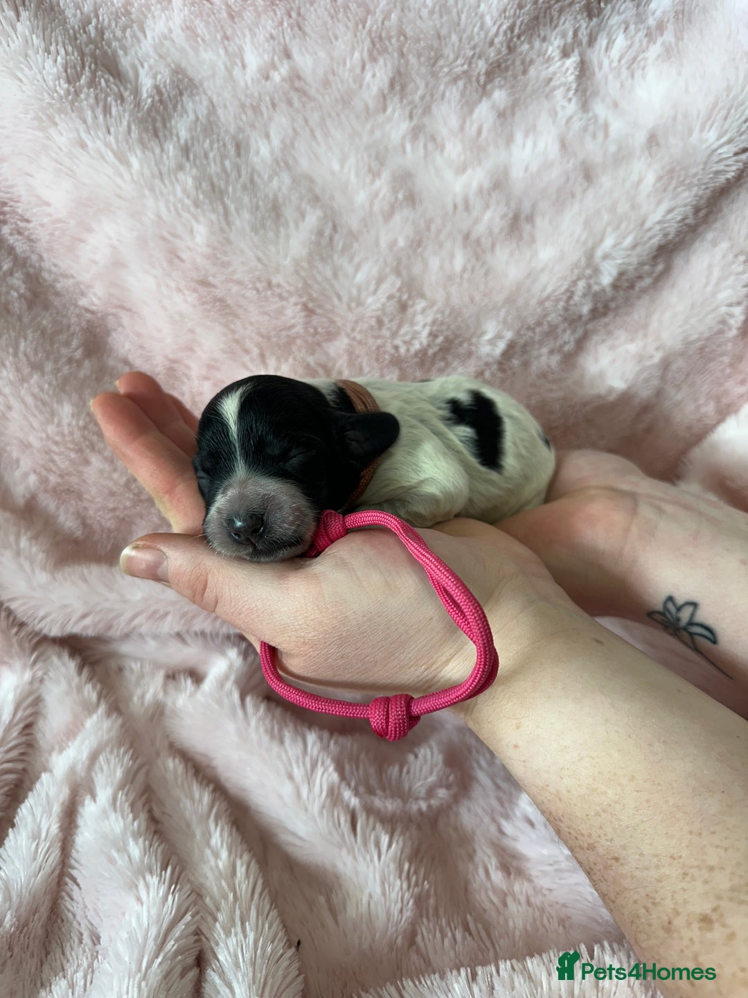 Cocker Spaniel dogs for sale: Cocker Spaniel Pups - Solid & Roan - Farlavale - Advert 26