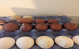Chickens poultry for sale: Welsummer,Silver Laced Wyndottes,Lemon PyleBrahmas in Boston - Image 6