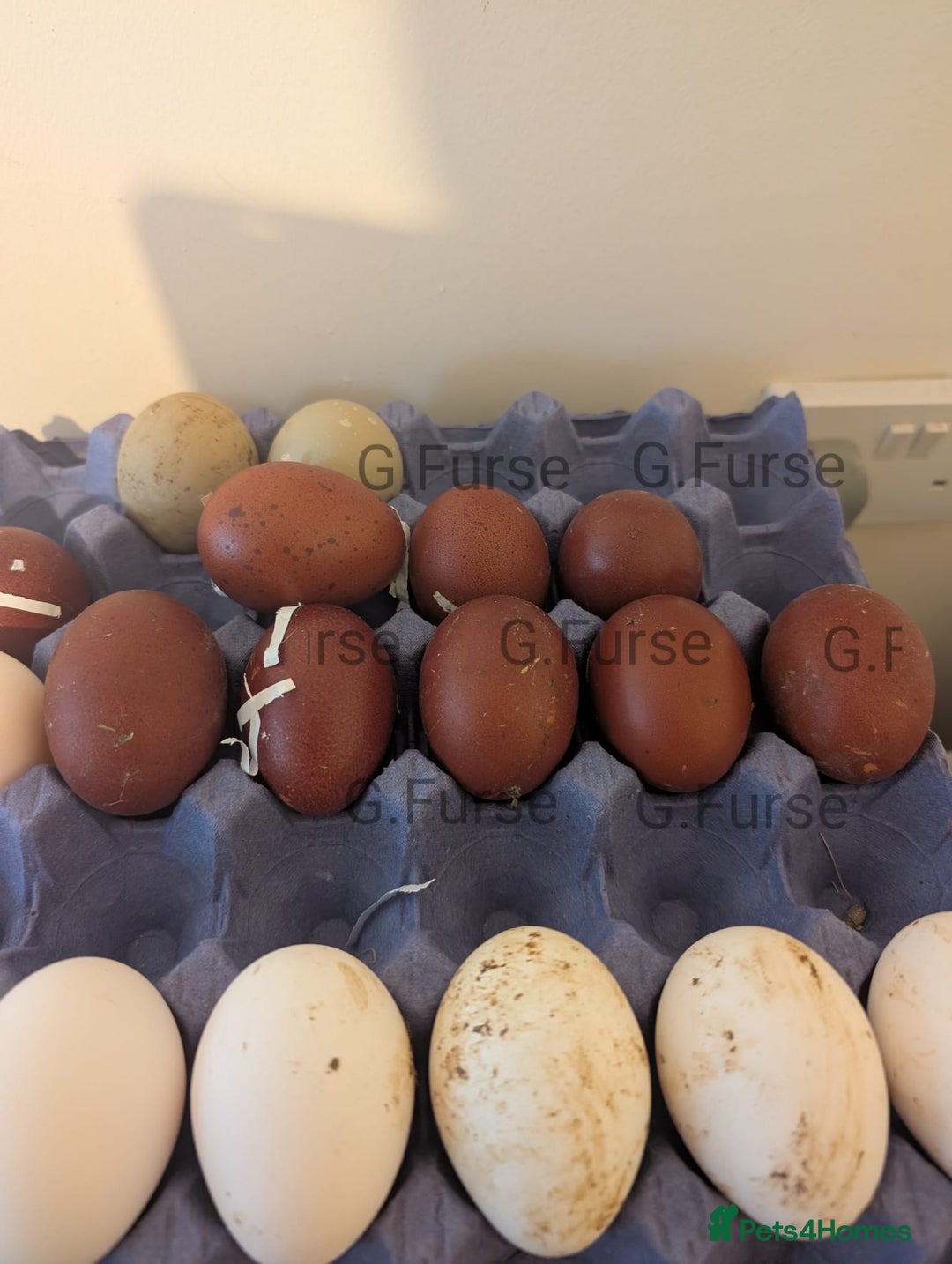 Chickens poultry for sale: Welsummer,Silver Laced Wyndottes,Lemon PyleBrahmas in Boston - Image 6
